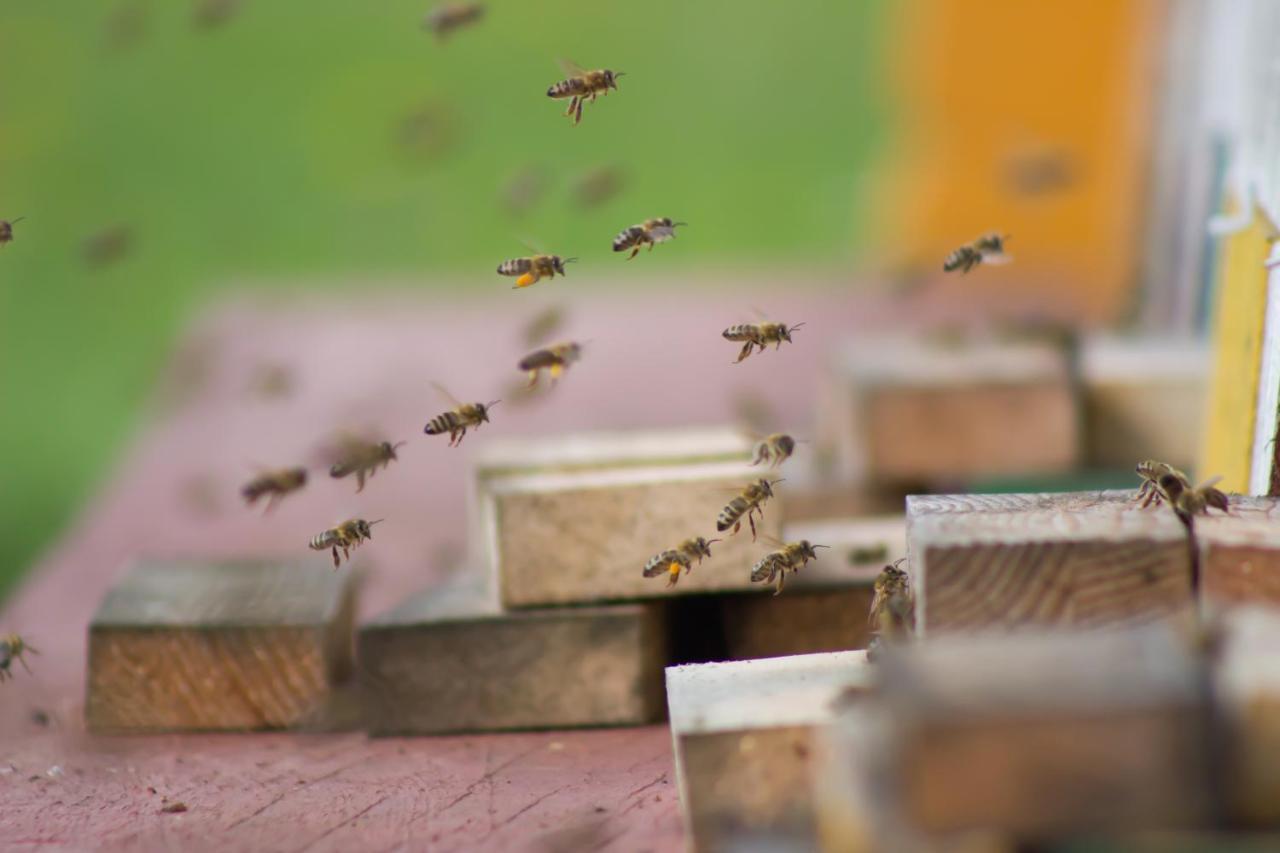 Rob Bee House Maya酒店 外观 照片